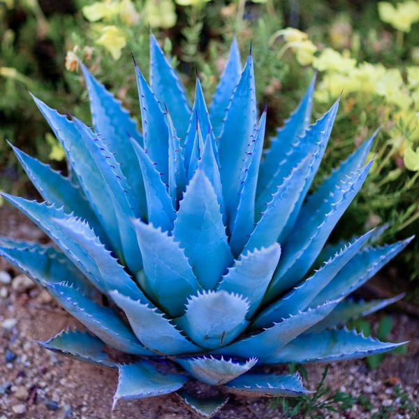 Blue Agave (Блакитна Агава) тестер смужка Blue Agavetester фото