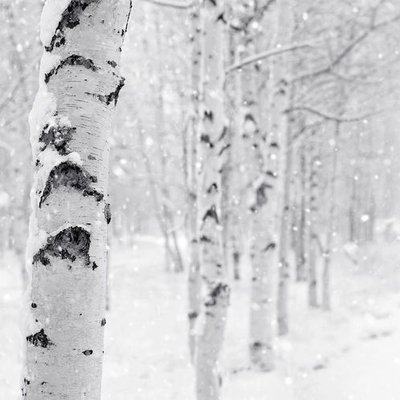 Woodland Snow  390188624561 фото