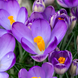 Poison Crocus (Крокус) тестер смужка poisonсrocus1gr фото 1