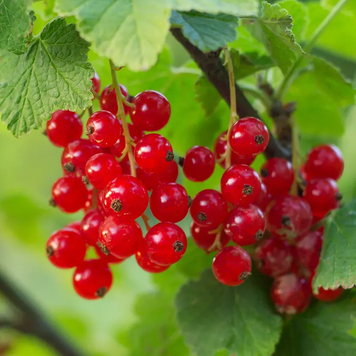 Foraged Red Currant (Дика Червона Смородина) ForagedRedCurrant_frgns фото