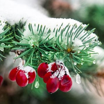 Applewood Fir Needle (Ялинкові голки та яблуня) ApplewoodFirNeedle фото