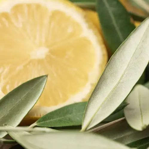 Olive Leaf and Citron (Цитрон та оливковий лист) Olive Leaf and Citron10 фото