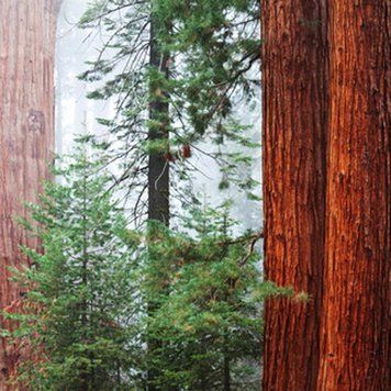 FC Аромаолія Redwood & Cedar (Секвоя і кедр) redwood_cedar_fc фото