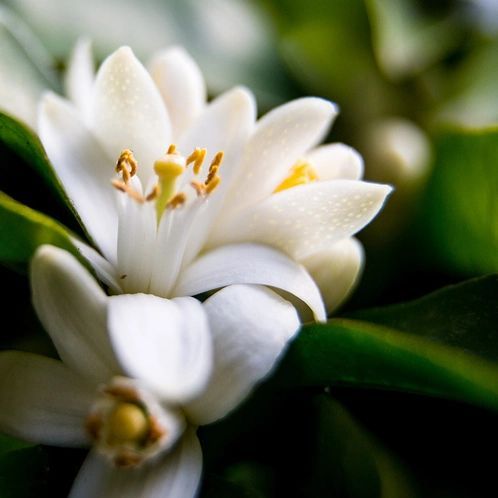 Neroli and White Jasmine (Неролі і білий жасмин) 874076807411 фото