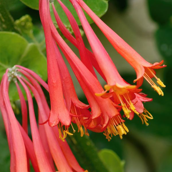 Wild Honeysuckle (Дика жимолость) wldhnsckl10 фото