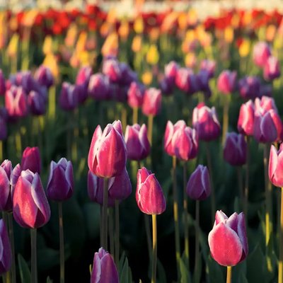 Tulip Fields (Тюльпанові поля) tulipfields фото