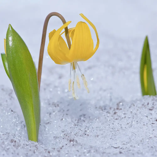 Glacier Lily (Крижана лілія) glacierlily фото