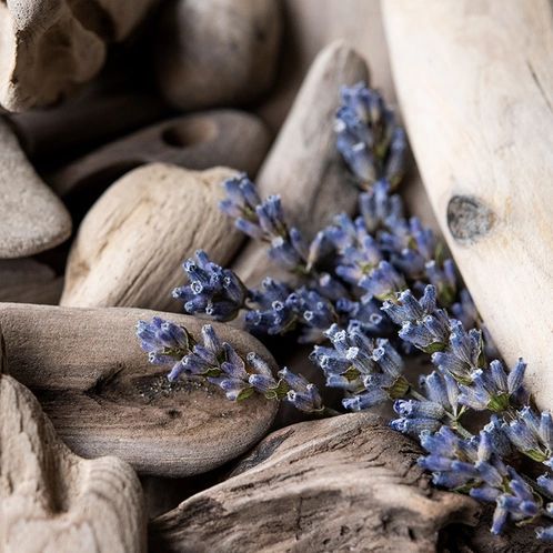 Lavender Driftwood 174850164641 фото