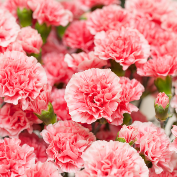 Carnation (Гвоздика) carnation фото