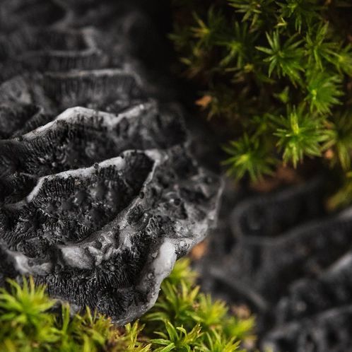 Black Coral and Moss (Чорний корал і мох) 676067221291 фото