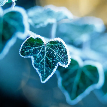 Arctic Ivy (Арктичний плющ) fo_arcticivy фото