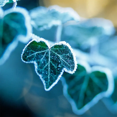 Arctic Ivy (Арктичний плющ) arcticivy фото