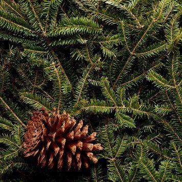 FC Frasier Fir Type (Фрейзерова ялина) frasierfir_fc_frgns фото