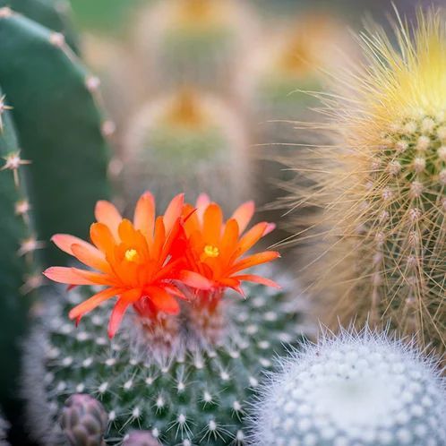 Cactus Flower and Jade  546717668991 фото