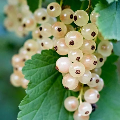 White Currant (Біла смородина) 831164381741 фото