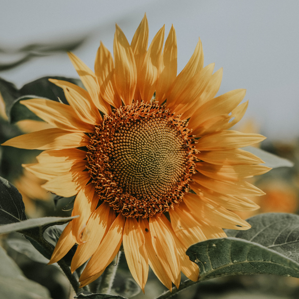 Sunflower (Cоняшник) sunflower фото