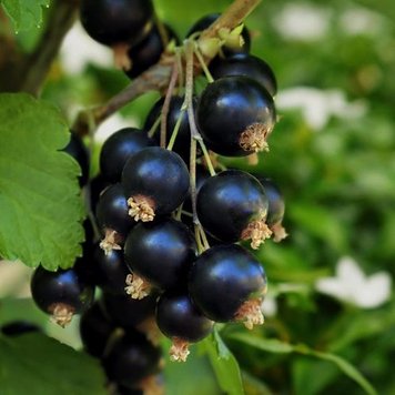 Black Currant and Jasmine (Чорна смородина і жасмин) 679872331821 фото