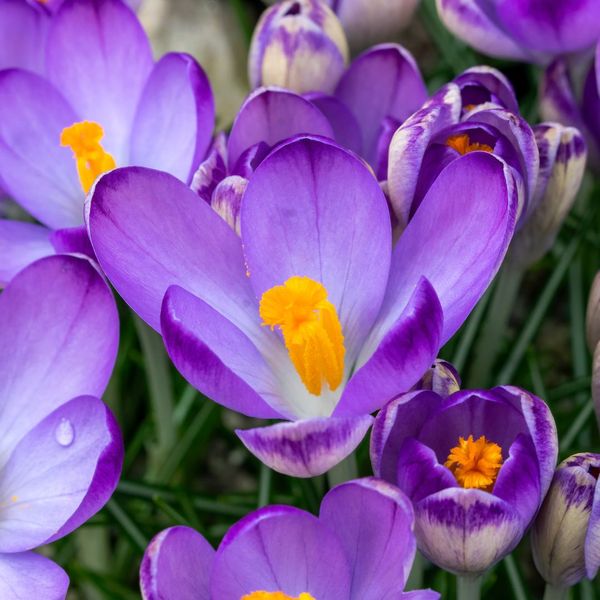 Poison Crocus (Крокус) тестер смужка poisonсrocus1gr фото