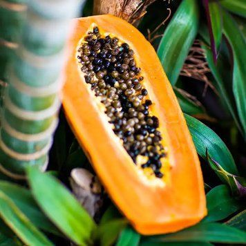 Papaya Paradise (Папайя Парадіз) papparadise_cs фото