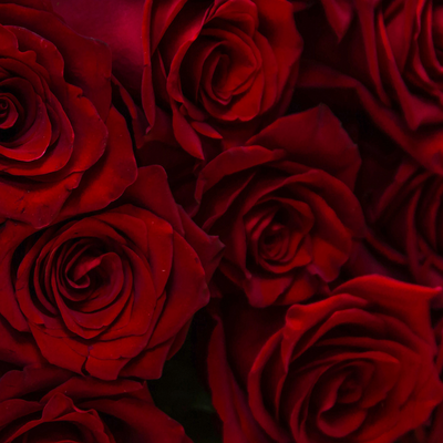 Burgundy Rose (Бордова троянда) тестер смужка Burgundy Rosetester фото