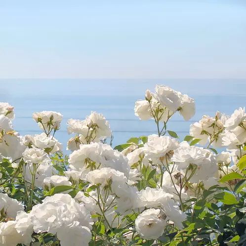 Ocean White Roses Ocean Rose купити Аромаолії зі США - DOROTHY aroma