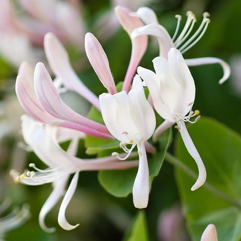 Honeysuckle Jasmine (Жасмин і жимолость) 386382181611 фото