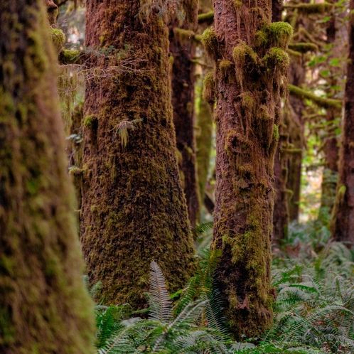 Redwoods and Moss (Секвої та мох) rdwdsdnmss10 фото